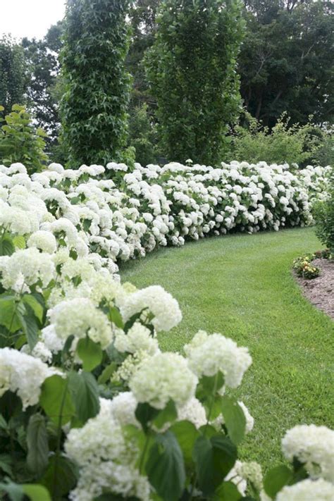 50 Most Beautiful Hydrangeas Landscaping Ideas To Inspire You 050