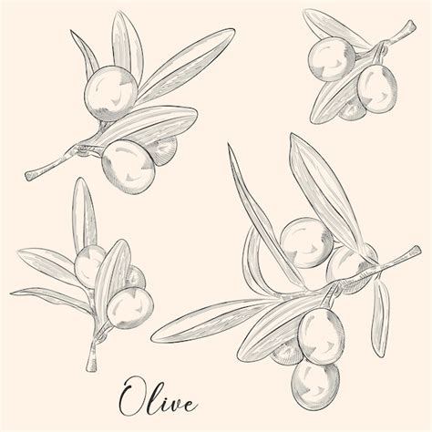 Premium Vector Sketch Olive Tree Branches Hand Drawn Ink Style