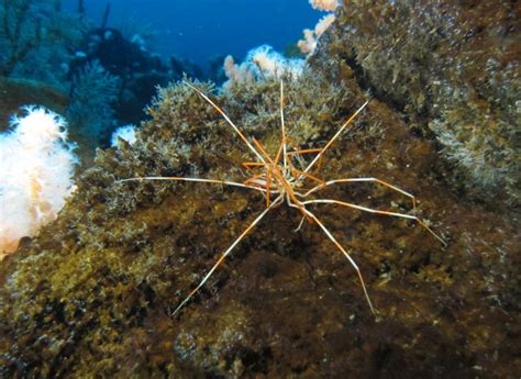 Scientists Solve 140-Year-Old Giant Antarctic Sea Spider Reproductive ...