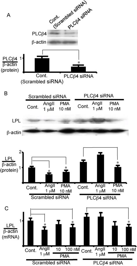 Plc Is Critical For The Inhibition Of Lpl Expression In Visceral