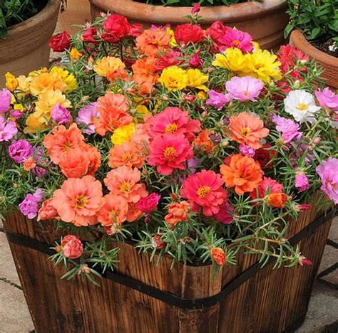 Rare Varieties Portulaca Grandiflora Seeds Moss Rose Purslane Seeds