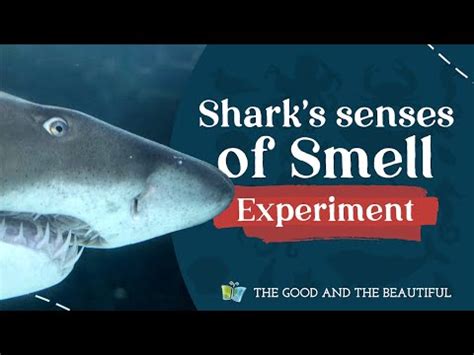How Good is a Shark's Sense of Smell? Experiment | Marine Biology | The