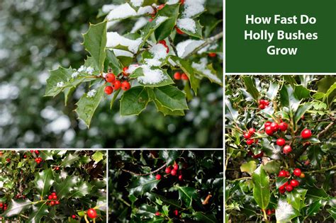 Holly Bushes & Shrubs: How Fast Do Hollies Grow? - EmbraceGardening