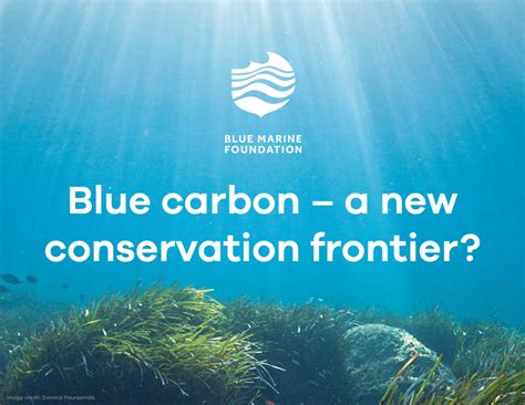 Conference Sets The Agenda On Blue Carbon Ahead Of Cop Blue Marine