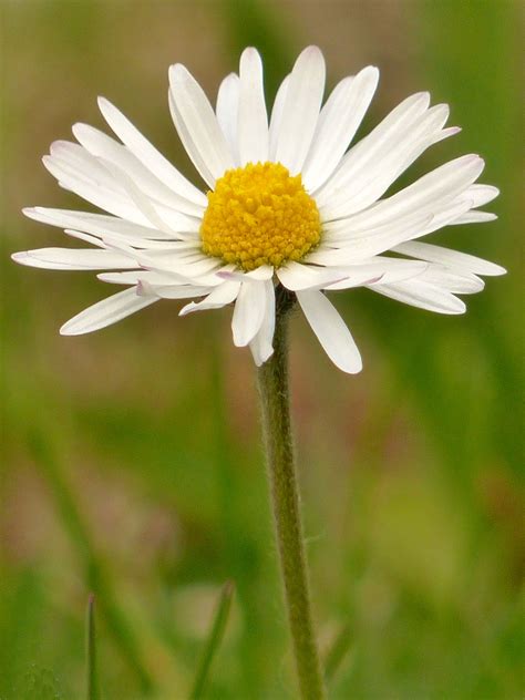 Free Images Blossom Field Meadow Prairie Petal Bloom Botany