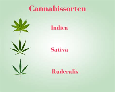 Cannabis Sorten Im Berblick Indica Sativa Und Ruderalis