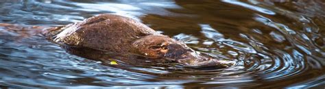 12 Playful Platypus Facts About These Unusual Mammals