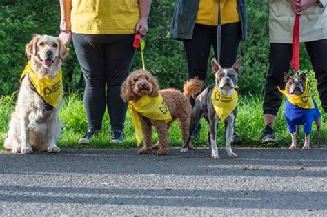 Beatson Cancer Charitys Paw Walk Returns For National Dog Week