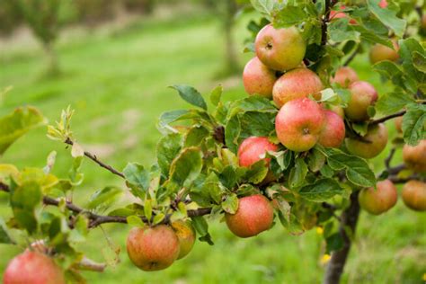 Zwergobstb Ume Schneiden So Geht S Richtig