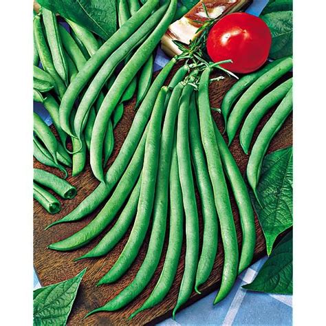 Haricot Nain Mangetout Tendergreen Graines Baumaux