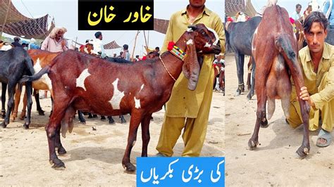 World Best Amrtsari Pregnant Goats Of Khawar Khan World Biggest Goats