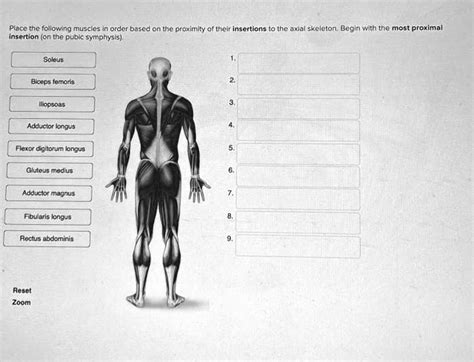 Solved Texts Place The Following Muscles In Order Based On The