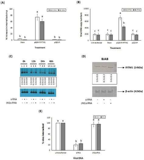 Ifitm1 Expression Is A Necessity For Ebv And Kshv Infection Of Cells Download Scientific