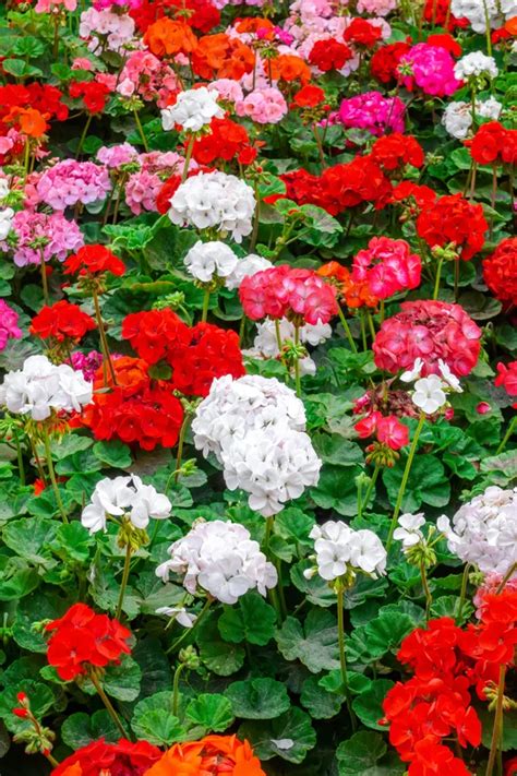 How To Keep Geraniums Blooming Secrets To Big Blooms All Summer