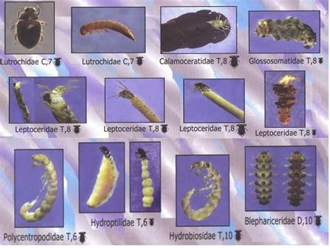 Insectos Bioindicadores De La Calidad Del Agua Insectos Acuaticos