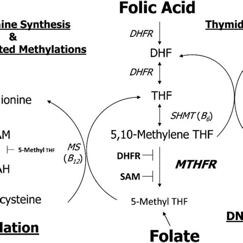 Folic Acid Metabolism This Schematic Shows The Process By Which Download Scientific Diagram