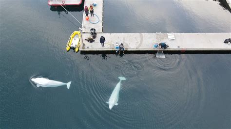 Beluga Whale Sanctuary Sea Life Trust S Conservation Project Blooloop