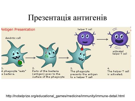 Агранулоцити. Моноцити і лімфоцити - online presentation