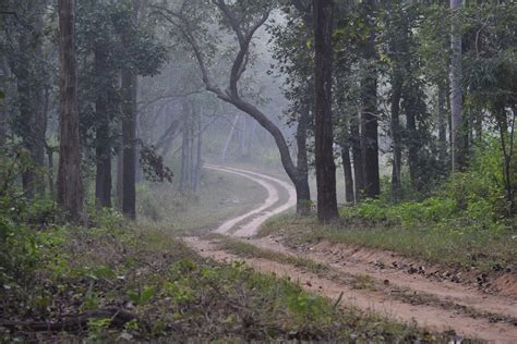 India – Kanha Kisli National Park - Wildlifesafaris Co