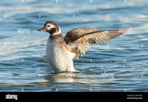 Long Tailed Duck Female Swimming Stock Photo - Alamy