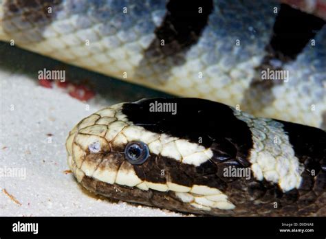 Banded Sea Krait Stock Photo - Alamy