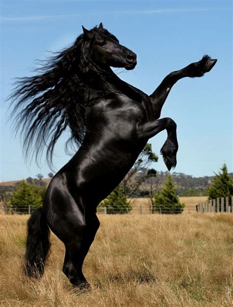 Friesian Frisian stallion rearing mane flying photography