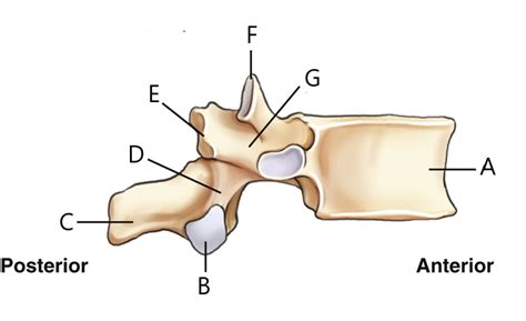 Lateral View Of Vertebrae Labeling Diagram Quizlet