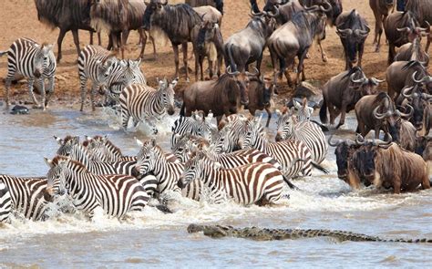 Day Great Migration Safari To Serengeti Dry Season Jafrica