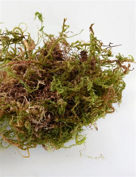 Unveiling The Enigmatic Sphagnum Pulchrum A Comprehensive Dive Into