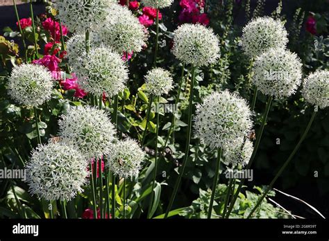 Allium Stipitatum ‘mount Everest Allium Mount Everest Spherical