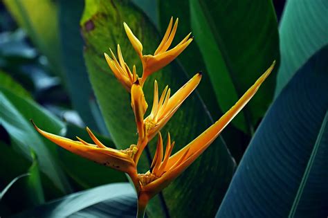 Heliconia Psittacorum Flores Ex Ticas Em Casa