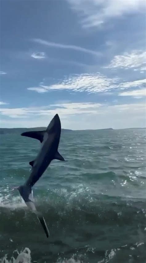 Thresher Shark Jumping Out Water