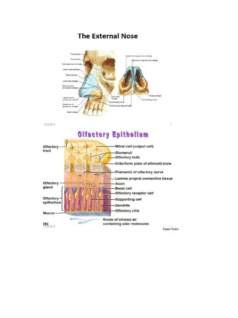 Nose Diagrams | PDF