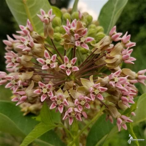 Asclepias Syriaca 1 Common Milkweed Scioto Gardens Nursery