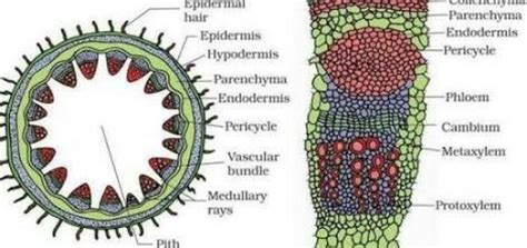 Parenchyma Cells Function Science Online