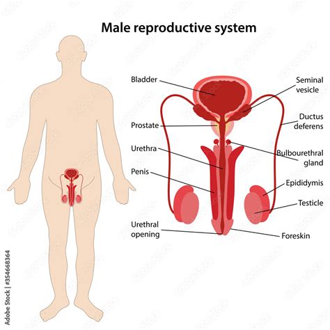 Male Reproductive System With Main Parts Labeled The Location Of The