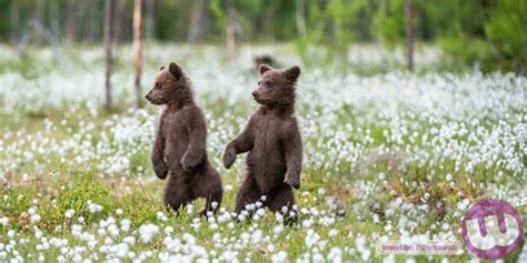 Iowebbo Il Parco Assicura Stanno Bene Gli Orsetti Di Amarena