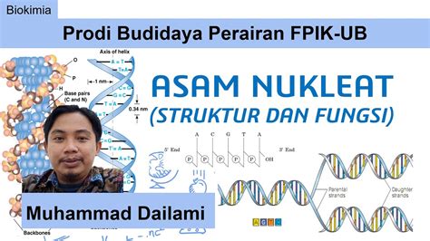 Biokimia Struktur Dan Fungsi Asam Nukleat YouTube