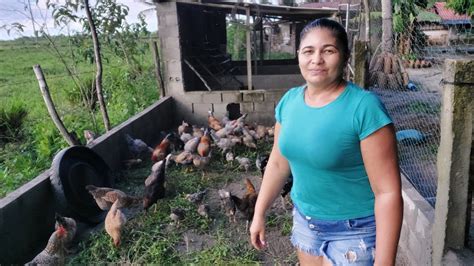 TRATANDO DAS GALINHAS Deixei Tudo Limpo E As Galinhas Alimentadas