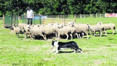 Les chiens de berger en démonstration ladepeche fr