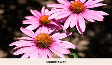 11 Plants With Year-Round Flowers – Enjoy Life in Full Bloom