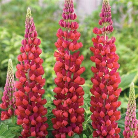 Otetar Rosu - GardenExpert.ro