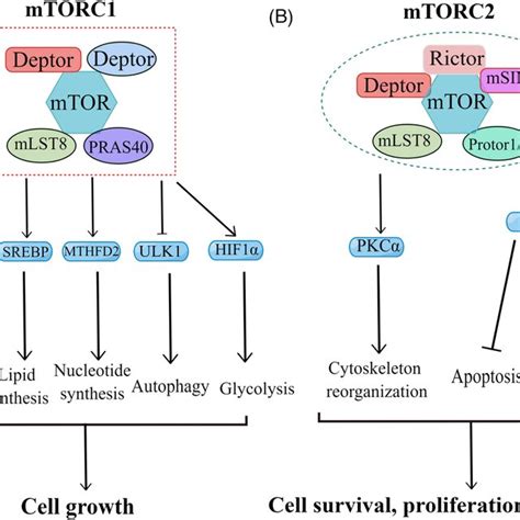 Structure And Function Of Mtorc1 And Mtorc2 A Components And