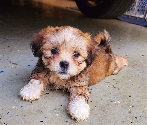 Loving Lhasa Apso S Lhasa Apso Puppies For Sale In Naples Fl Akc