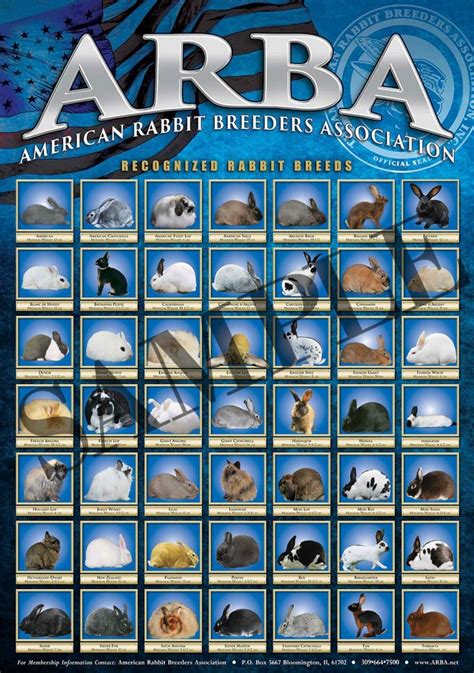 Rabbit Breeds Poster