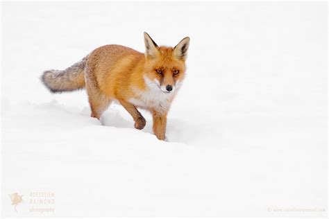 Red Foxes in the Snow, the story behind