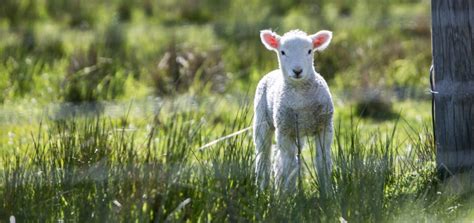 Reflection for Good Shepherd Sunday