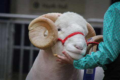 2022 Junior Breeding Sheep Show A Ram Inside The Ring Flickr