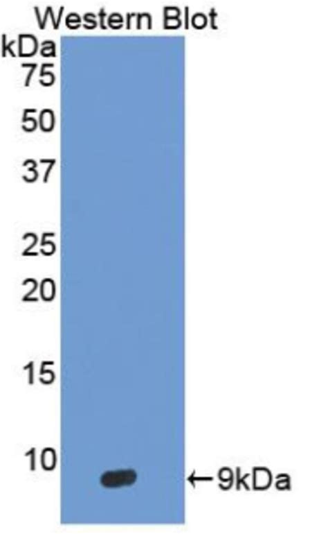 Beta Defensin Polyclonal Antibody Invitrogen L Unconjugated