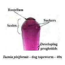 Cestodes Flashcards Quizlet